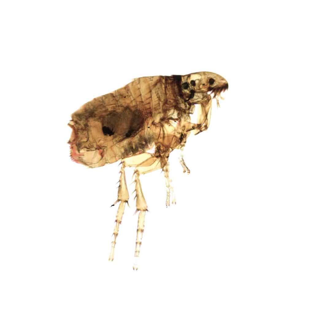 Can Guinea Pigs Get Fleas? Cute Beings