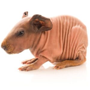 Appearance of Skinny Pig