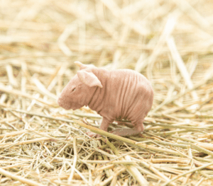 Baby Skinny Guinea Pig