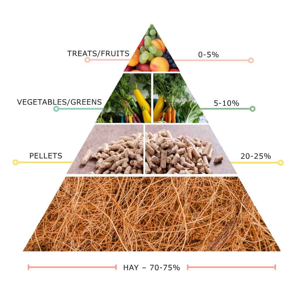 Guinea Pig’s Diet