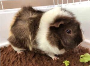 Guinea pig Fleece bedding