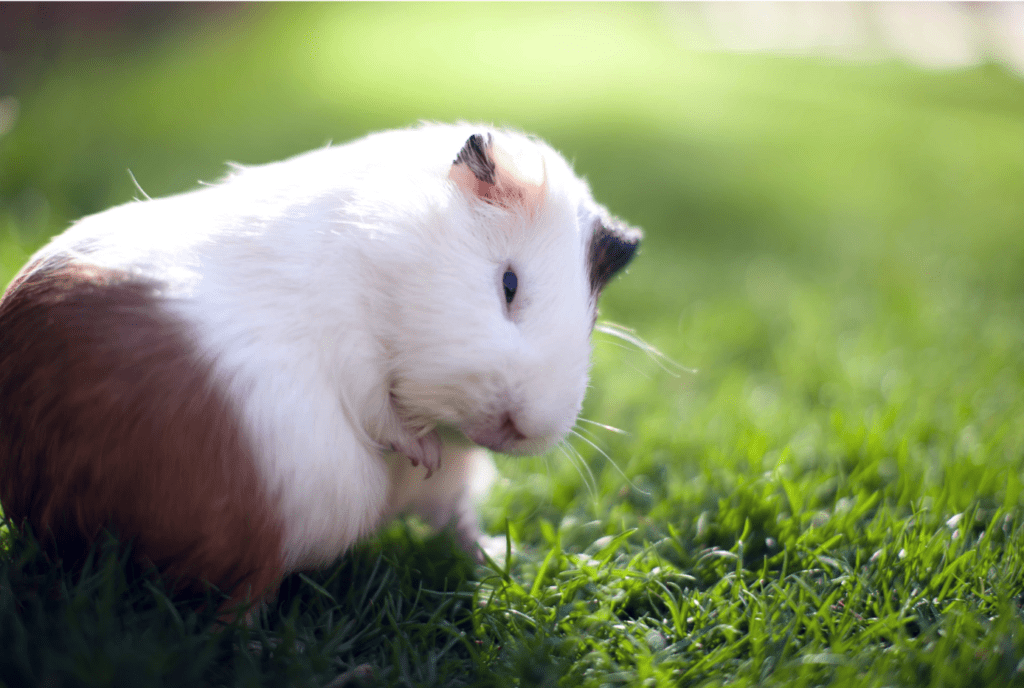 Can Guinea Pigs Get Fleas? Cute Beings