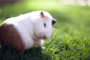 Itching Guinea Pig