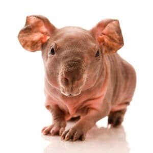 Keep Skinny Pig where there is light