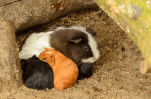 Mother guinea pig feeds her babies