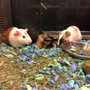 Paper bedding for guinea pig 