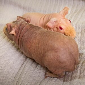 Skinny Pig on bed Linen