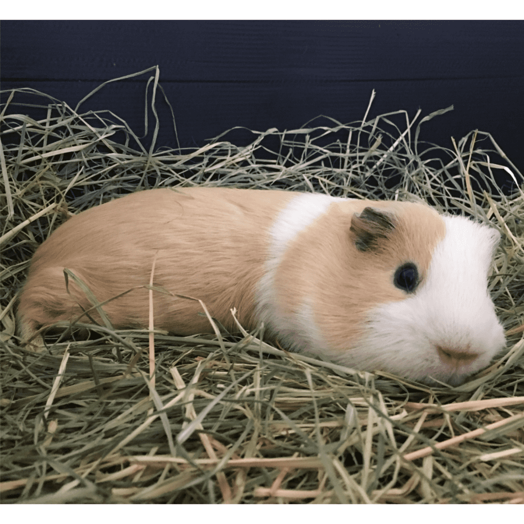 are guinea pigs nocturnal