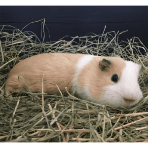 Guinea Pig lying on grass