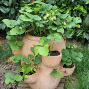 Strawberry Plants