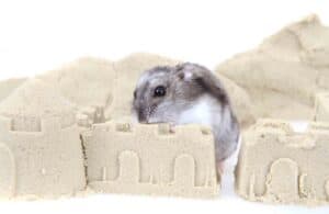 Hamster having Sand Bath