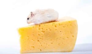 A hamster on top of a piece of cheese