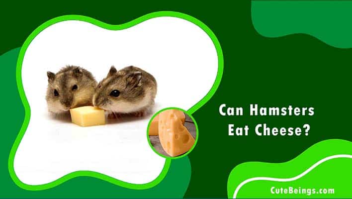 Cheese eating Hamsters