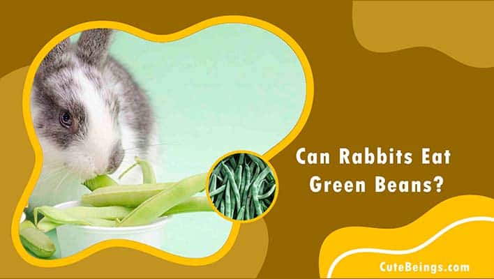 Can Rabbits Eat Green Beans