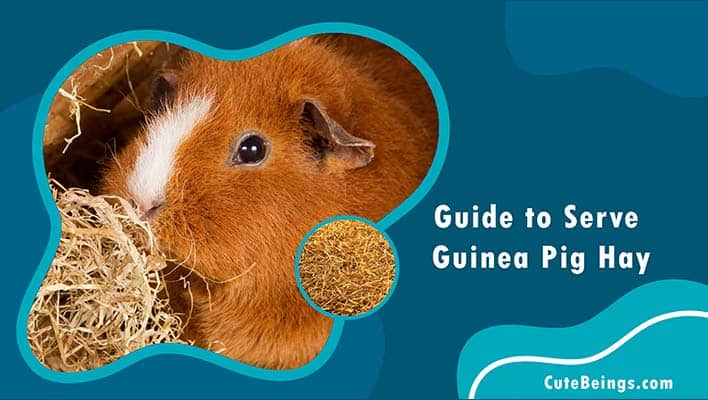Guide to Serve Guinea Pig Hay