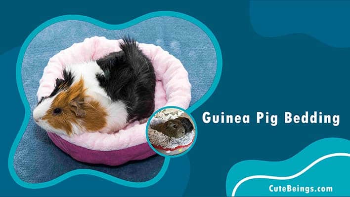 Guinea Pig Bedding