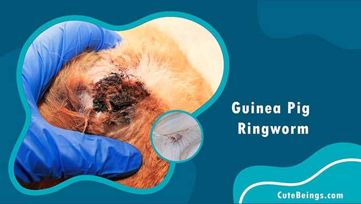 Guinea Pig Ringworm