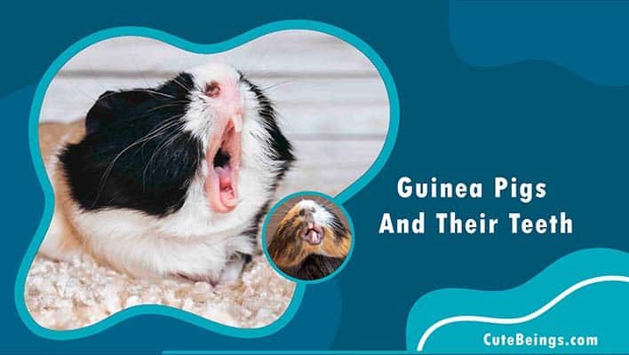 Guinea Pig Teeth