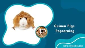 Guinea Pigs Popcorning