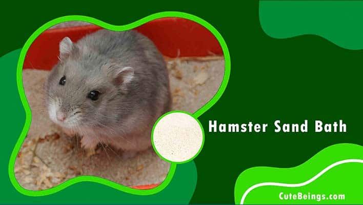 Hamster Sand Bath