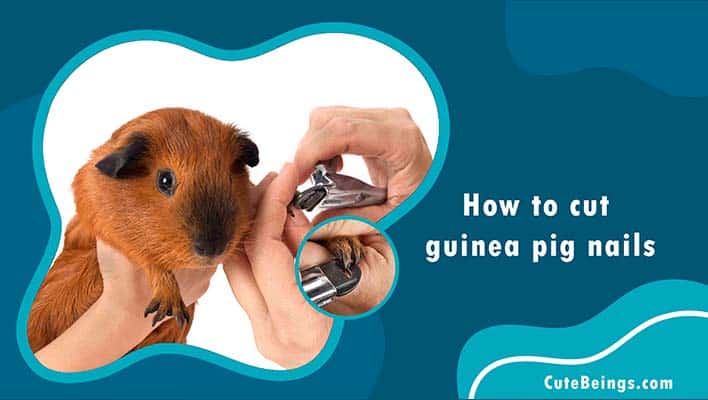 How to cut guinea pig nails