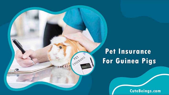 Guinea Pig Insurance