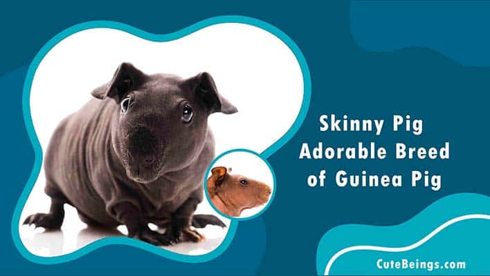 Skinny Pig - Adorable breed of Guinea Pig