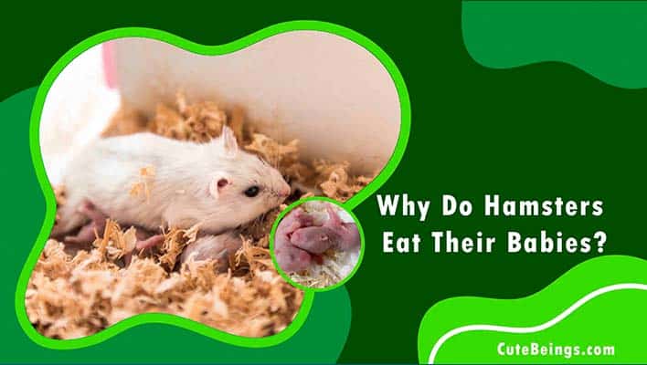 Why Do Hamsters Eat Their Babies