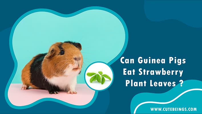 Can Guinea Pigs Eat Strawberry Plant Leaves