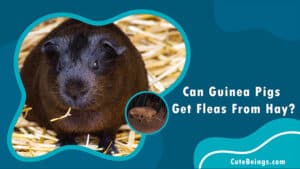 Can Guinea Pigs Get Fleas From Hay
