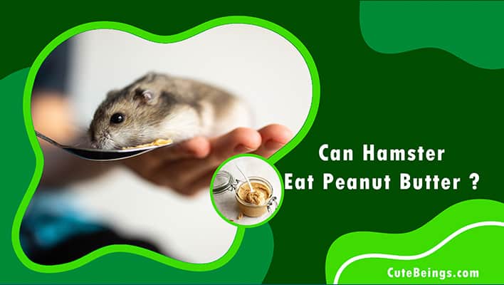 Can Hamster Eat Peanut Butter