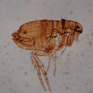 Microscope view of a flea