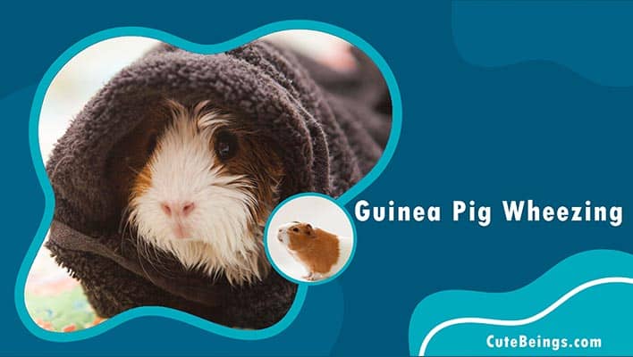 Guinea Pig Wheezing