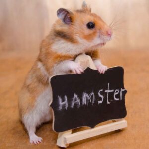 Hampster vs. Hamster