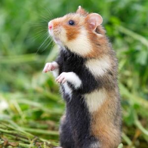 Hamster Sense Of Hearing