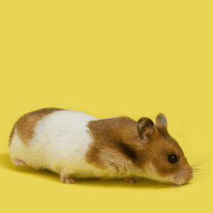 Hamster smells the floor