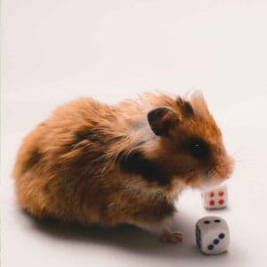 Hamster's learning with dice