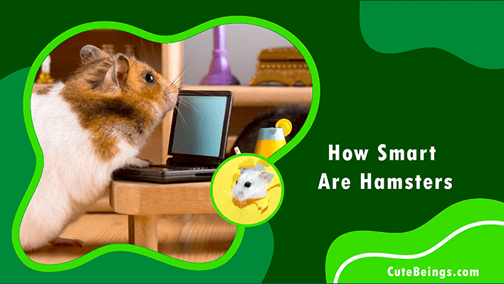 How Smart Are Hamsters