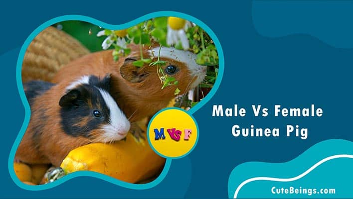 Male Vs Female Guinea Pig
