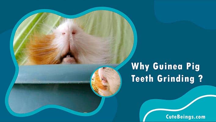 Why Guinea pig teeth grinding