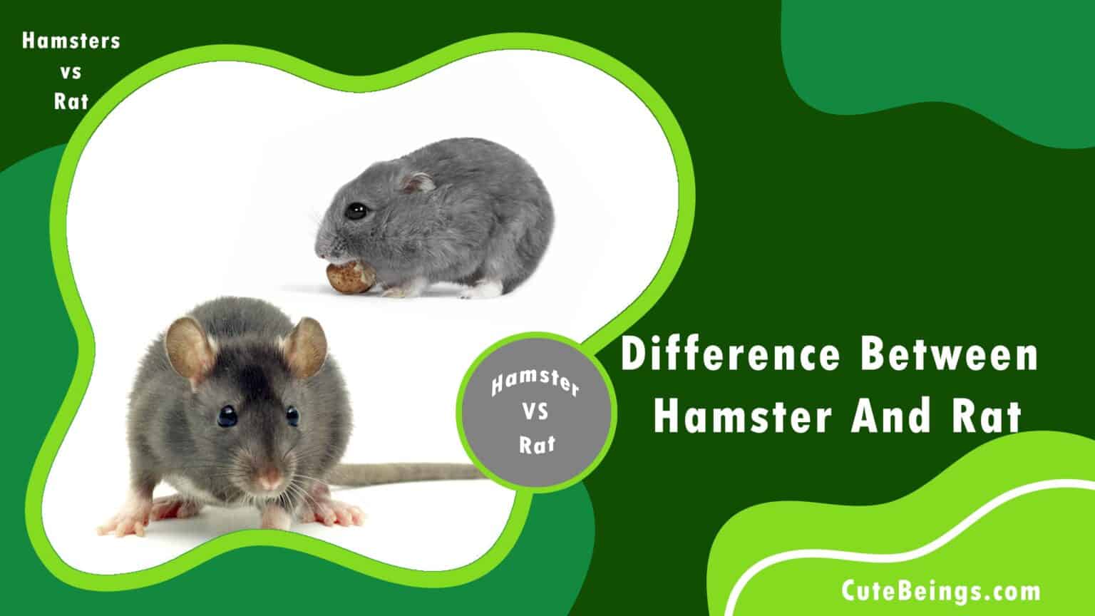What Is The Difference Between Hamster and Rat? Let’s Discuss Cute Beings