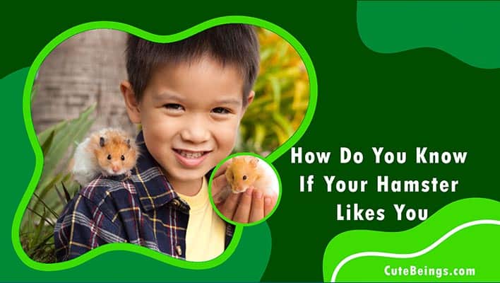 How Do You Know If Your Hamster Likes You