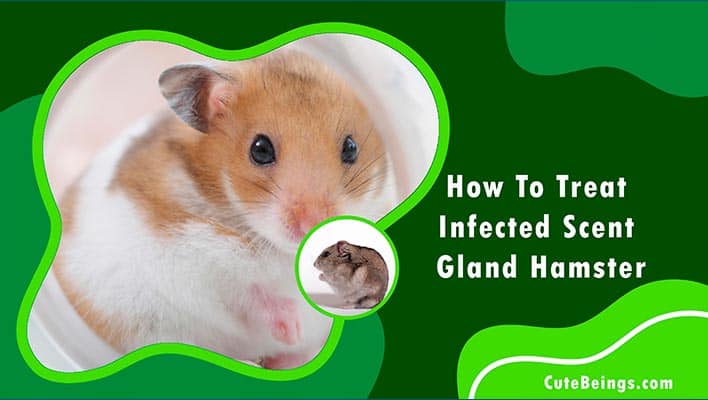 How To Treat Infected Scent Gland Hamster