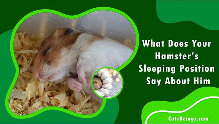 What Does Your Hamster's Sleeping Position Say About Him