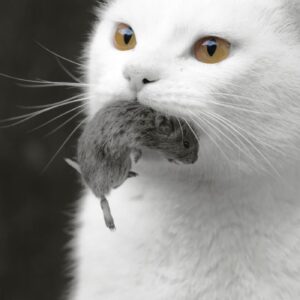 Cat eats a hamster