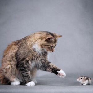 Cat with hamster