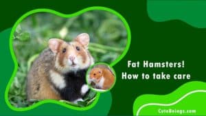 Fat Hamsters