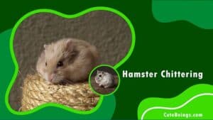 Hamster Chittering