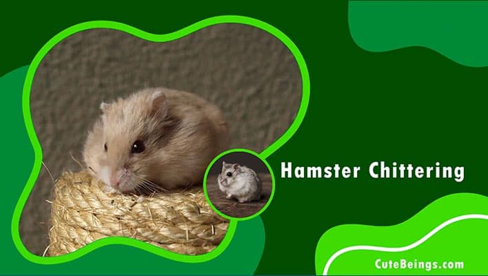 Hamster Chittering