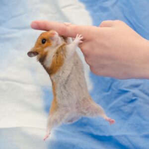 Are Your Hamster Moving Slowly ? All Major Reasons Are Out Now
